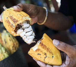 CEREMONIAL CACAO